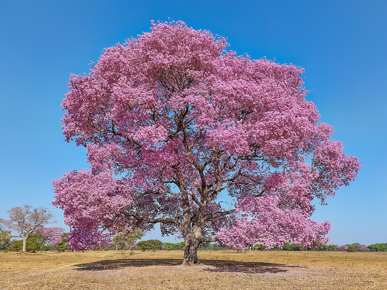 Purple trumpet tree (Handroanthus impetiginosus) in bloom