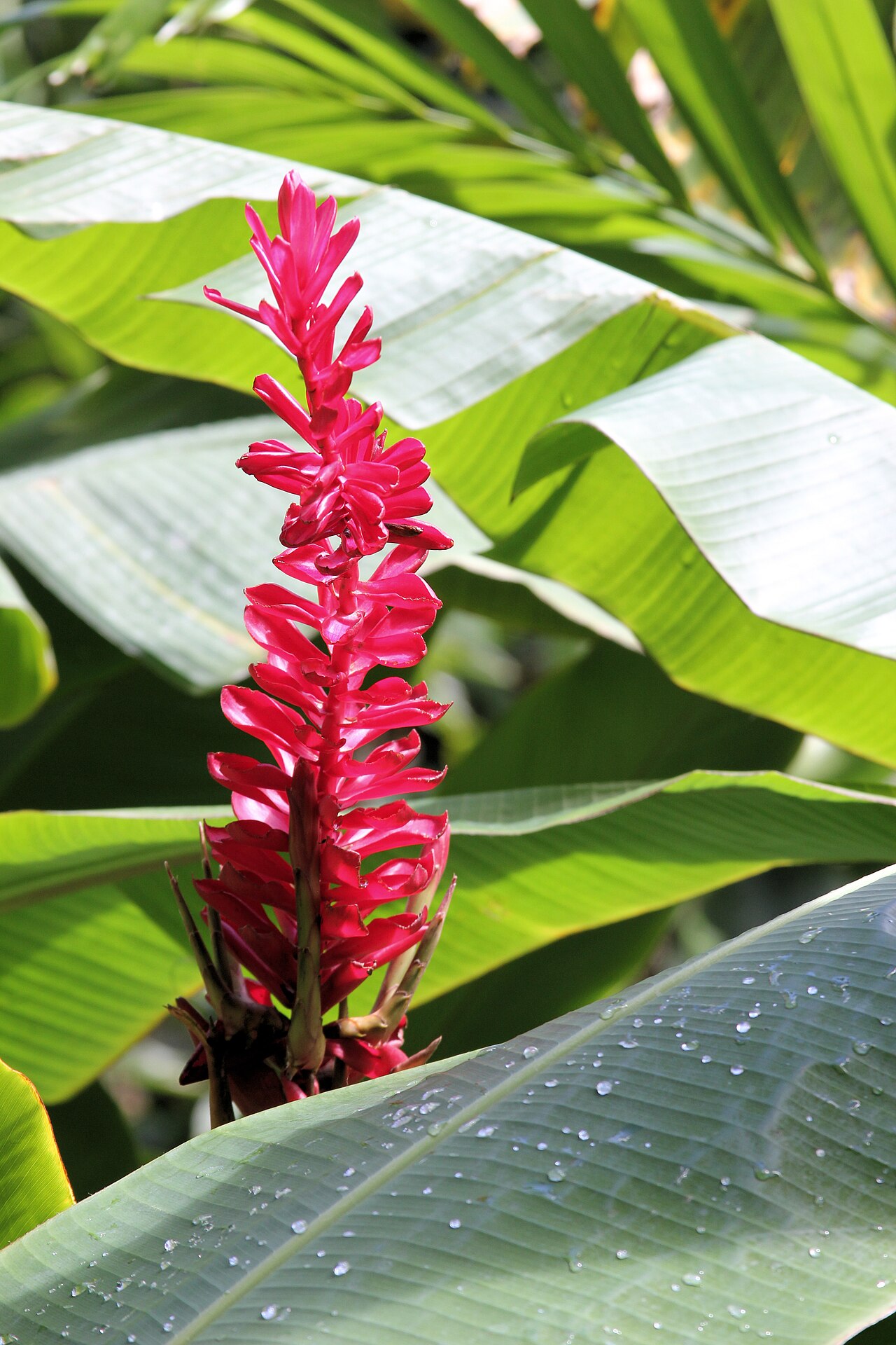 Red ginger (Alpinia purpurata) flower spike