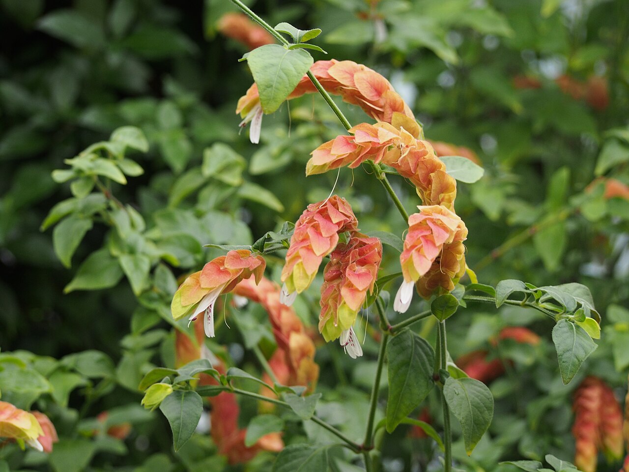 Red shrimp plant (Justicia brandegeeana) bracts
