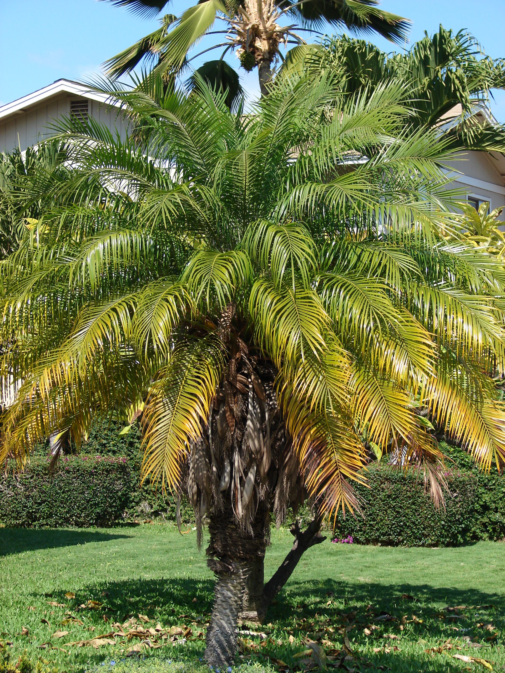 Pygmy date palm (Phoenix roebelenii)