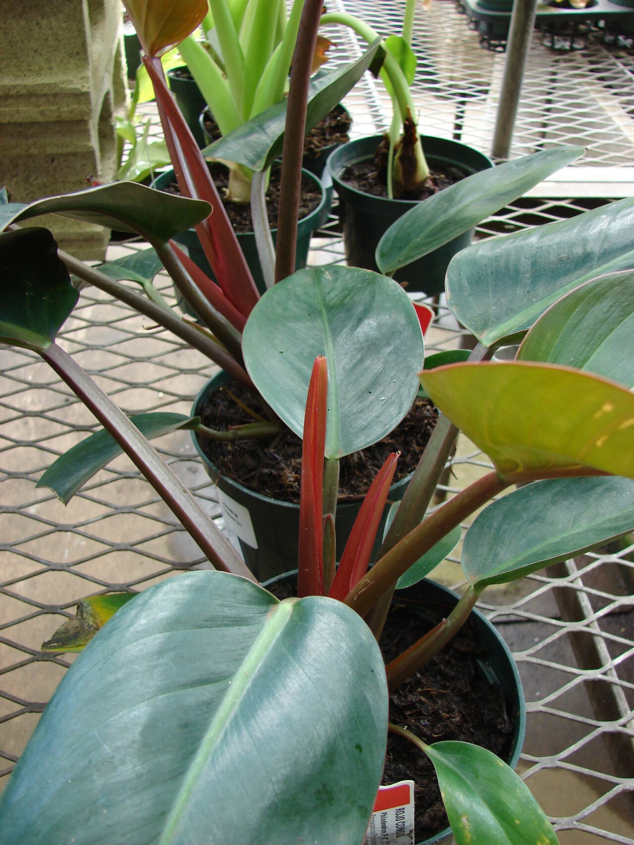 Self-heading philodendron with red stems