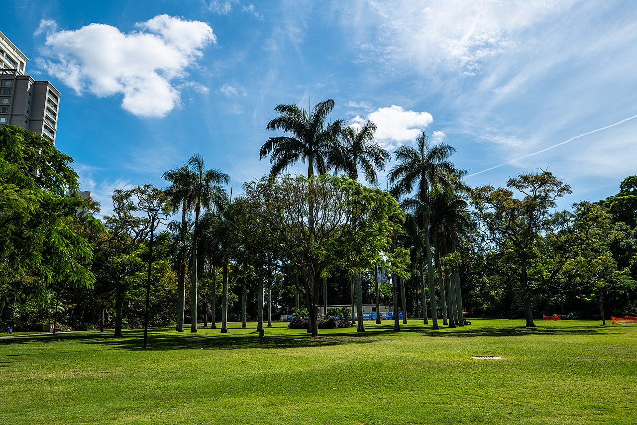 Royal palms (Roystonea regia) in a park