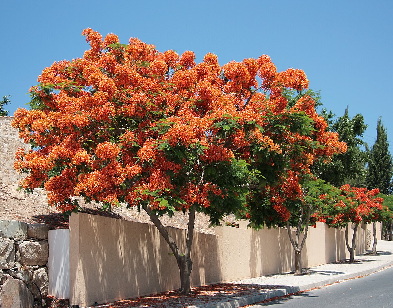Royal poinciana tree in full red-orange bloom
