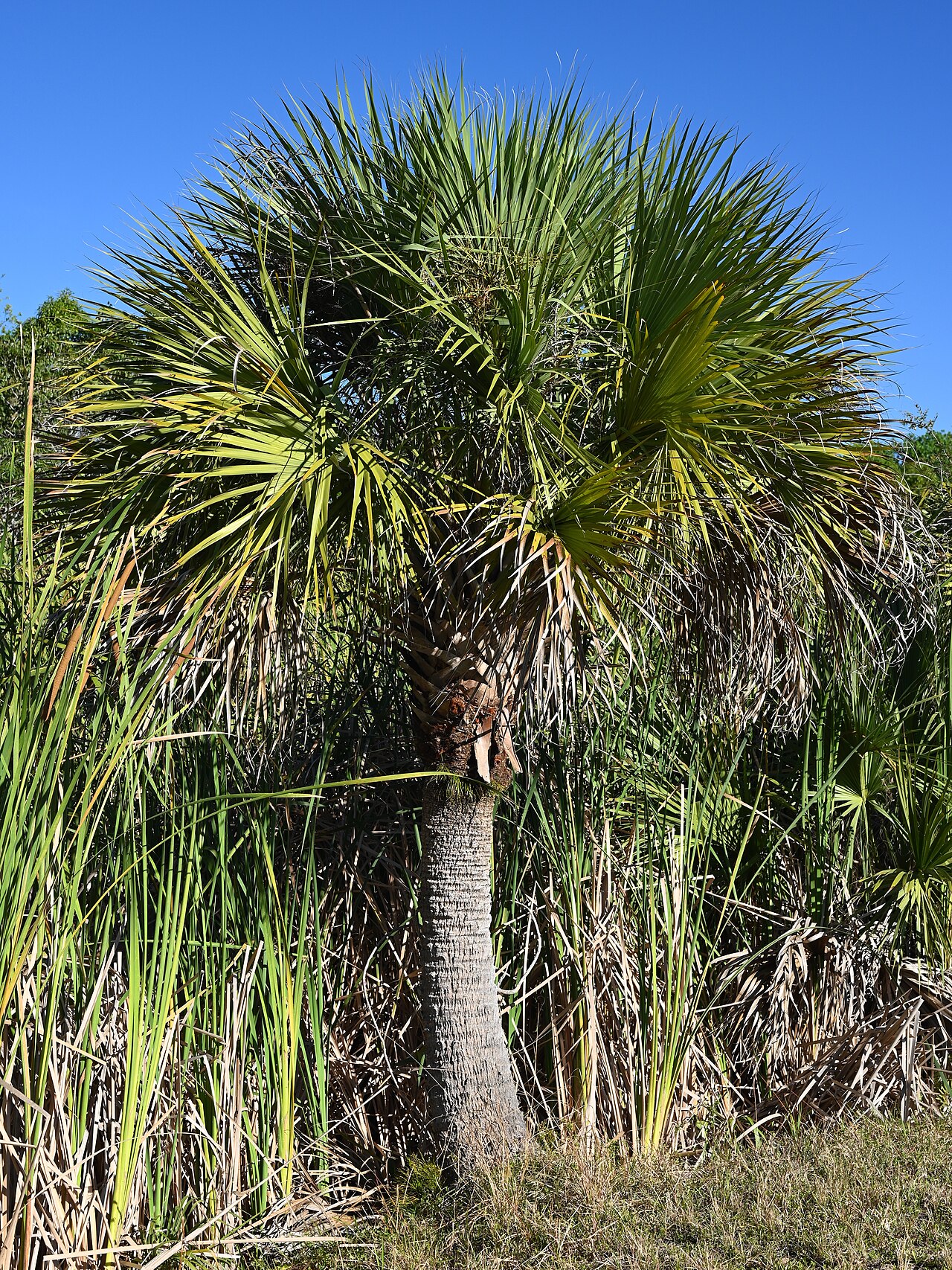Sabal palm (Sabal palmetto) in Florida