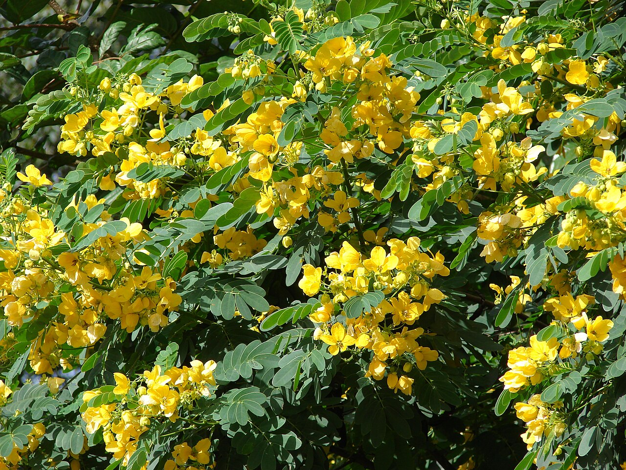 Scrambled egg tree (Senna surattensis) in bloom
