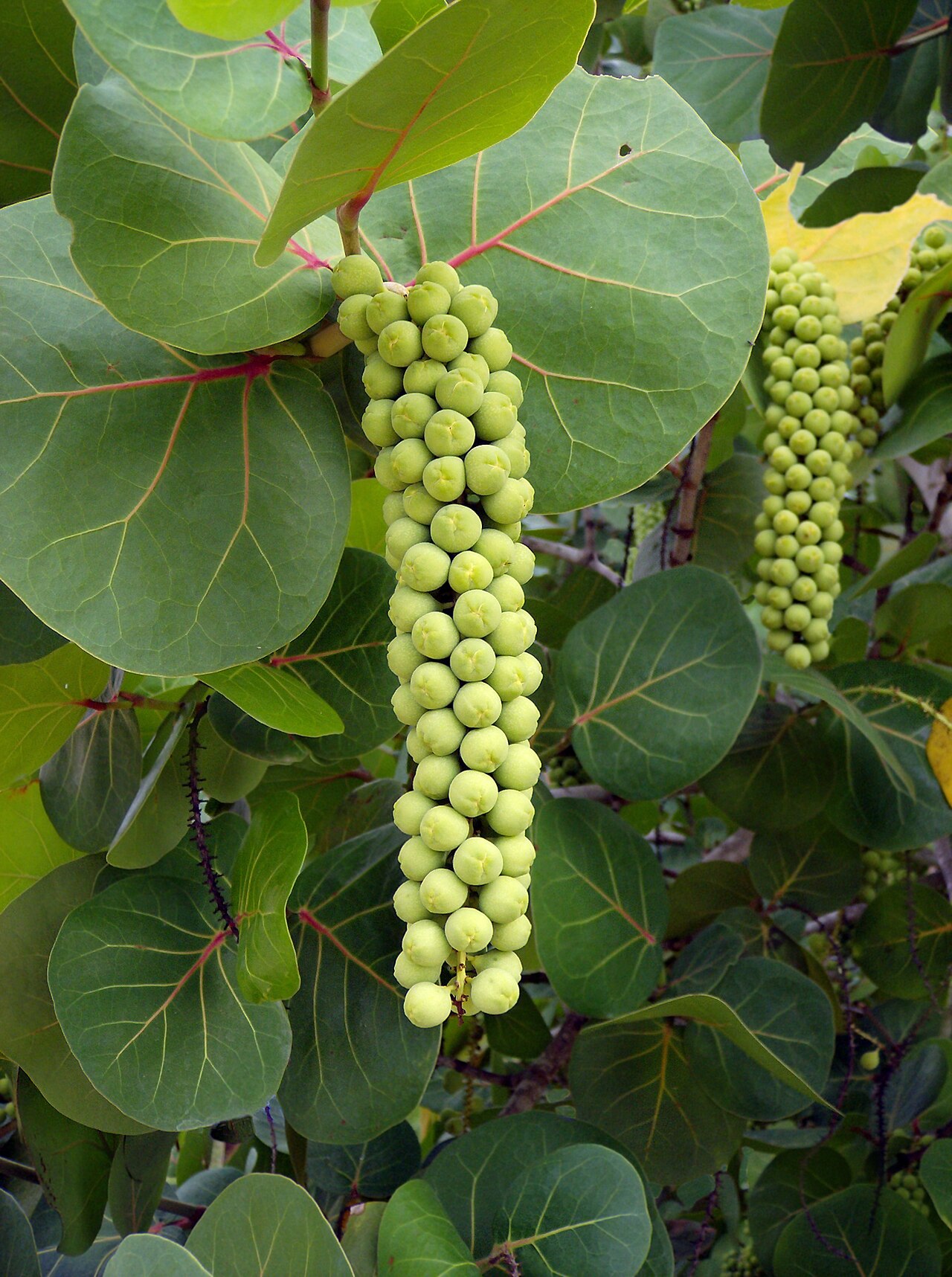 Sea grape (Coccoloba uvifera) leaves and fruit