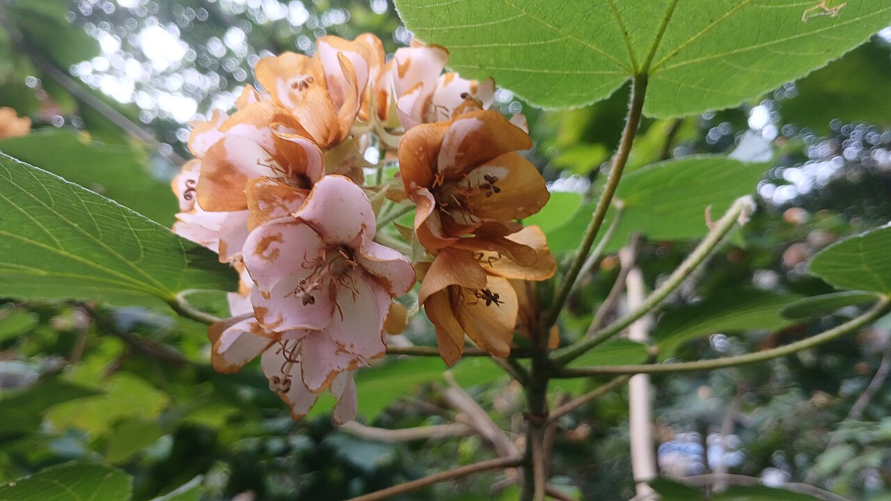Pink Dombeya flower clusters