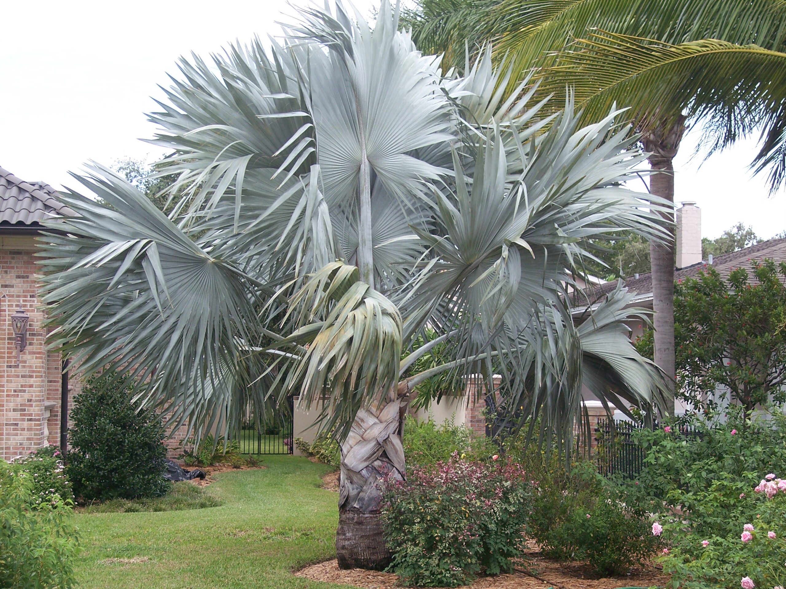 Silver Bismarck palm (Bismarckia nobilis)