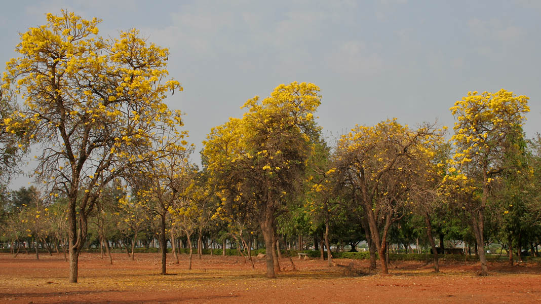 Silver trumpet trees (Tabebuia aurea) flowering
