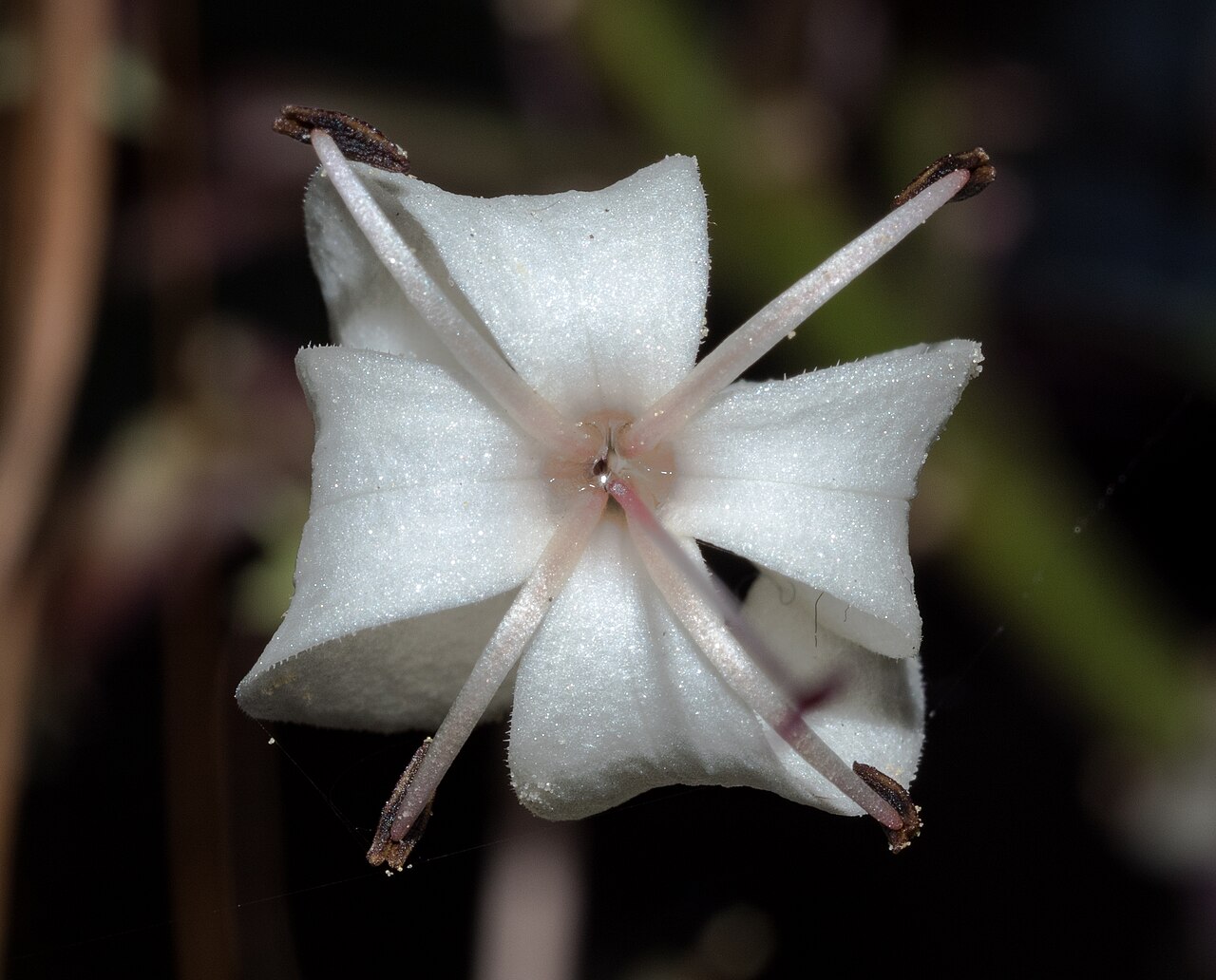 Starburst clerodendrum flower