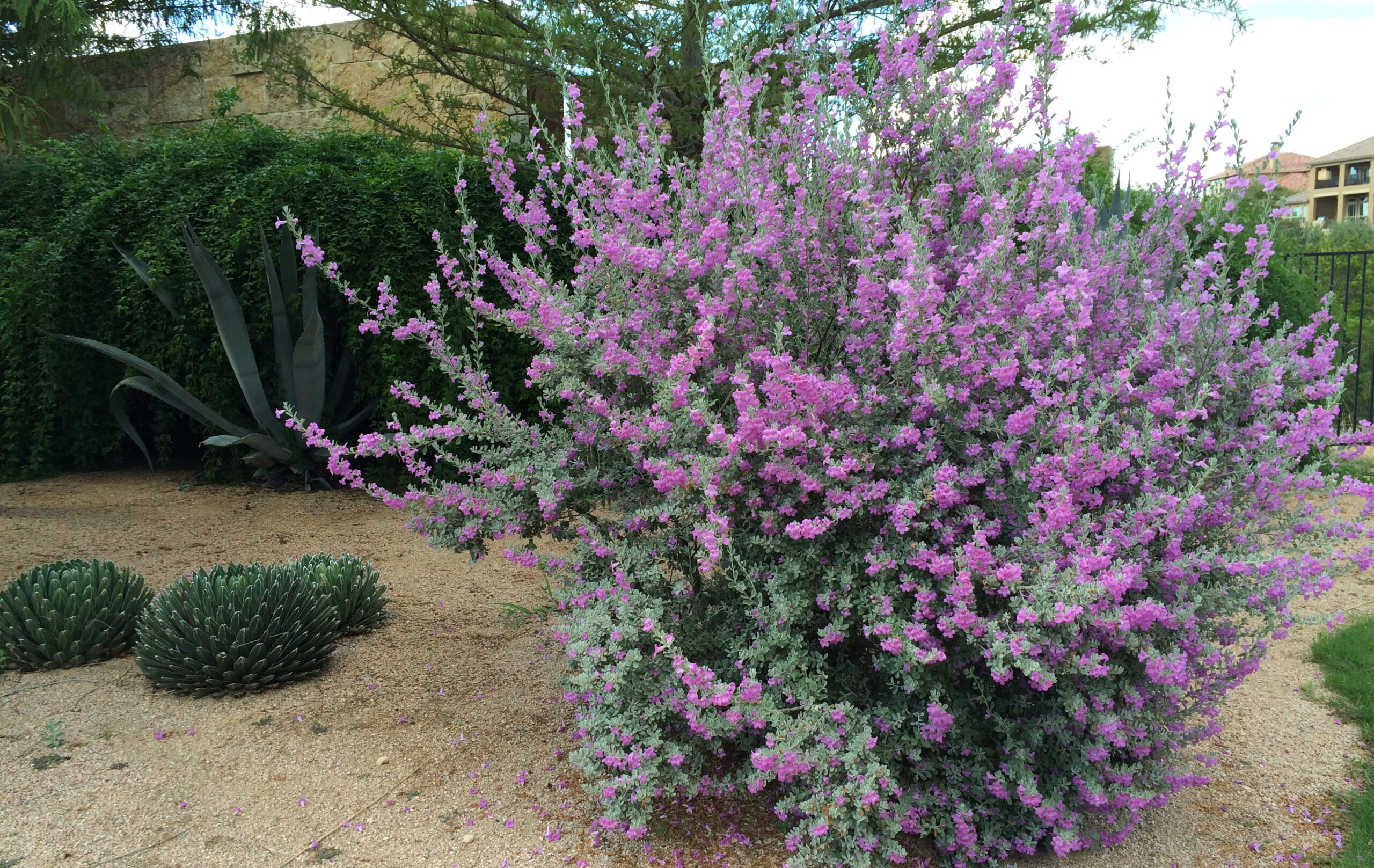 Texas sage in bloom