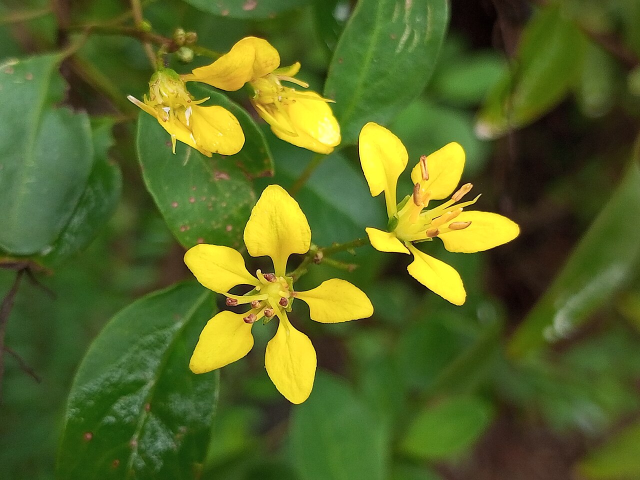 Thryallis (Galphimia gracilis) yellow flowers