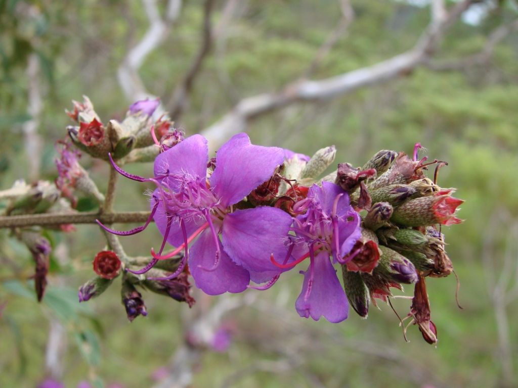 Purple Tibouchina flowers