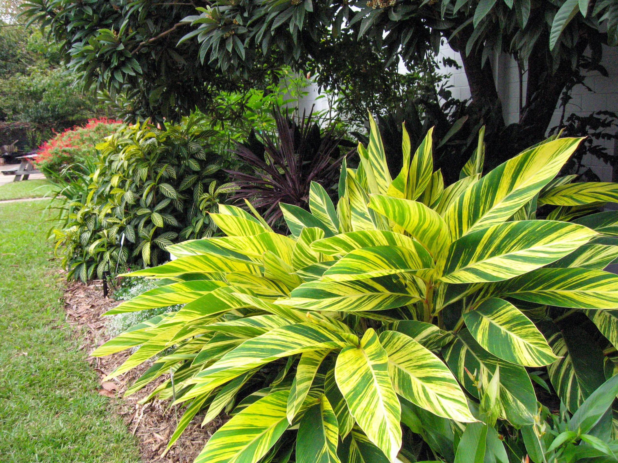 Variegated shell ginger
