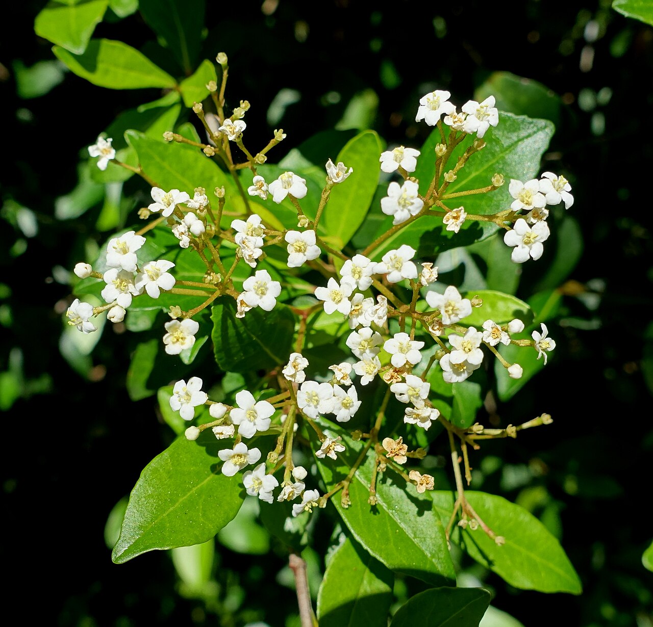 Walter's viburnum at Marie Selby Botanical Gardens, Sarasota