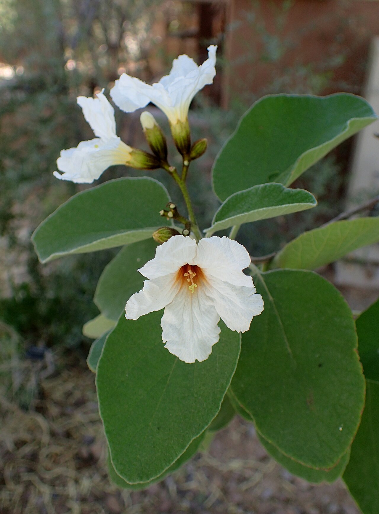 White Geiger tree (Cordia boissieri) flowers
