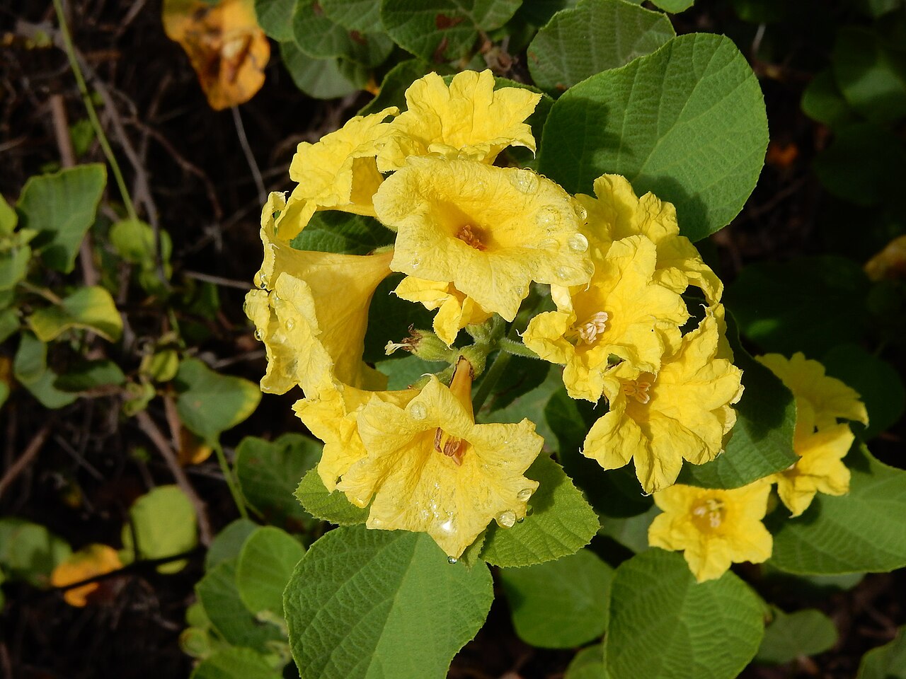 Yellow Geiger tree (Cordia lutea) flowers