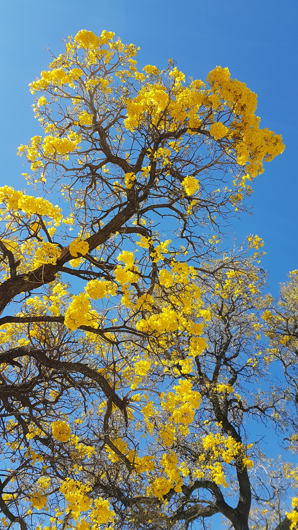 Yellow trumpet tree (Tabebuia aurea) in bloom