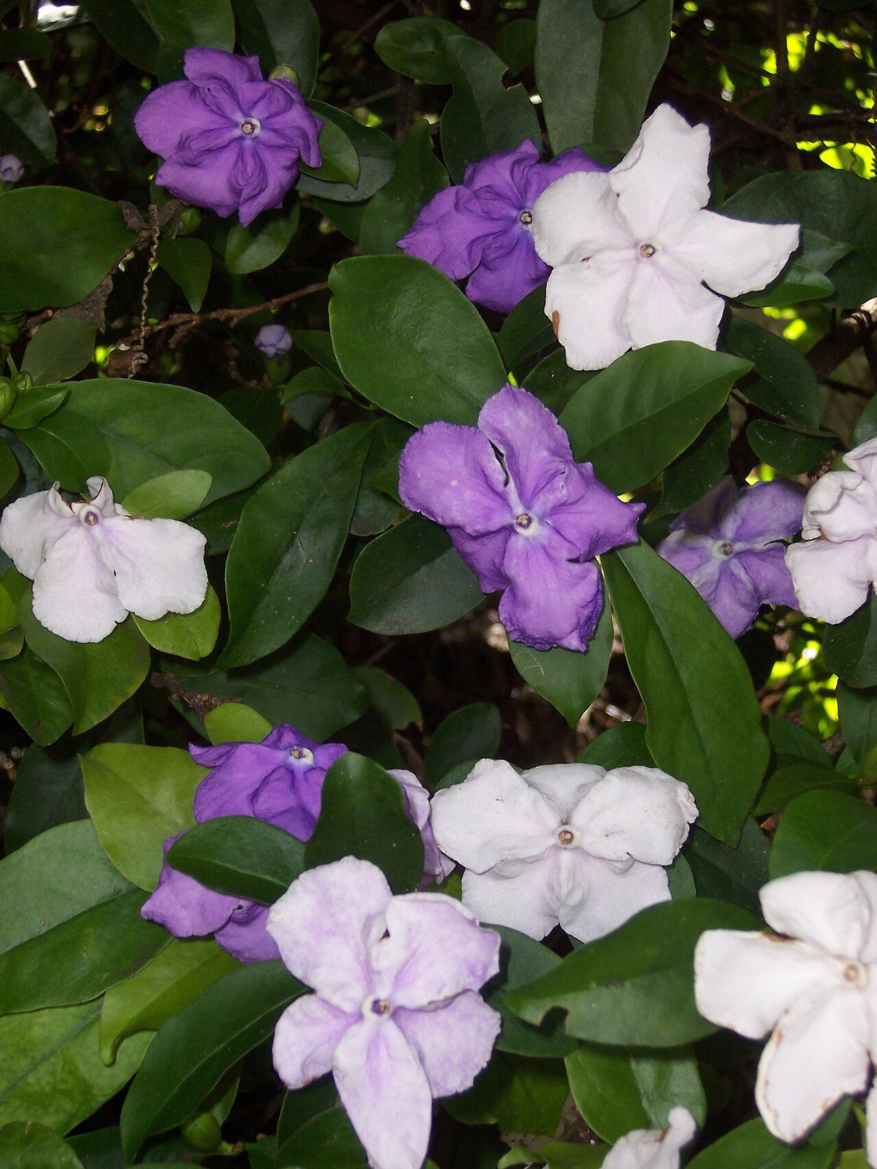 Brunfelsia flowers in purple, lavender and white